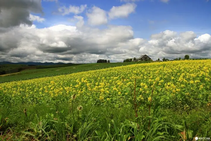 Furano-Biei – A summer escape to fairytale world