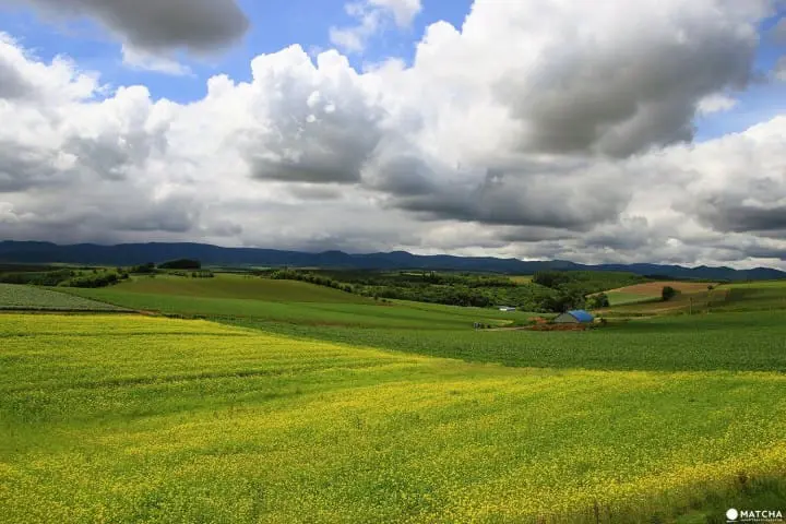 Furano-Biei – A summer escape to fairytale world