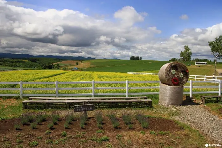 Furano-Biei – A summer escape to fairytale world