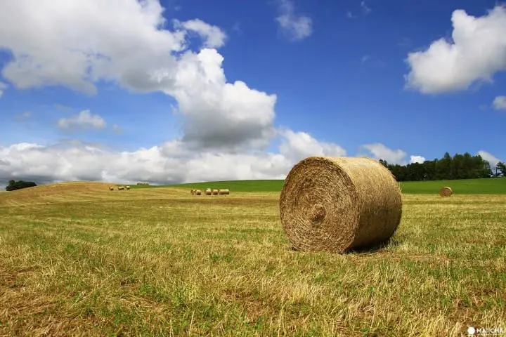 Furano-Biei – A summer escape to fairytale world