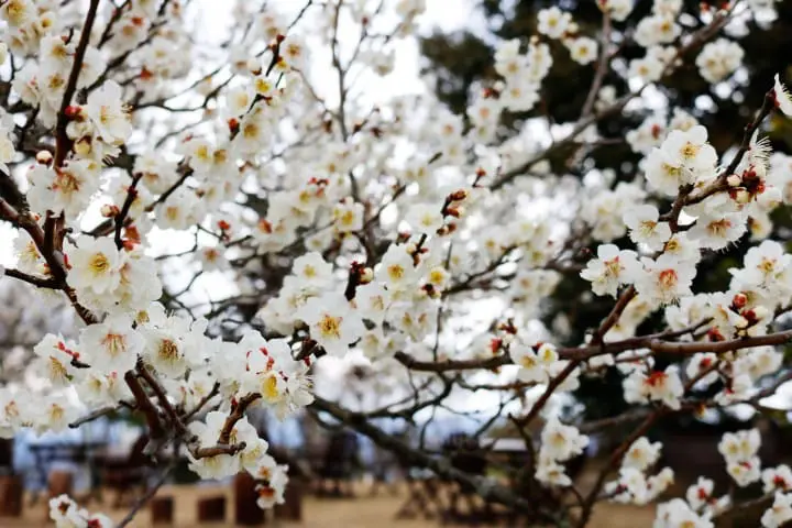 Ushimado and Maejima on the Setouchi Inland Sea