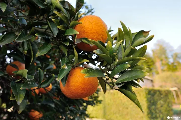 Ushimado and Maejima on the Setouchi Inland Sea