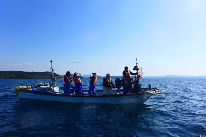 長崎縣松浦青島抓章魚