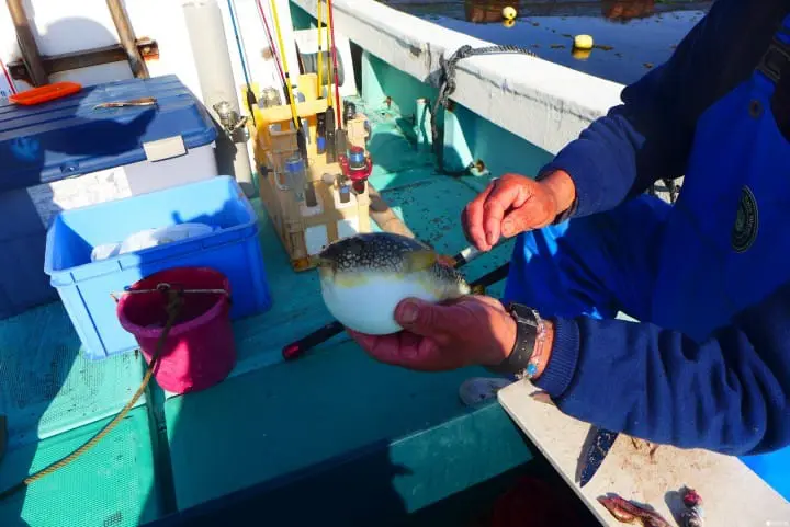 長崎縣松浦青島船釣釣魚釣到生氣的河豚