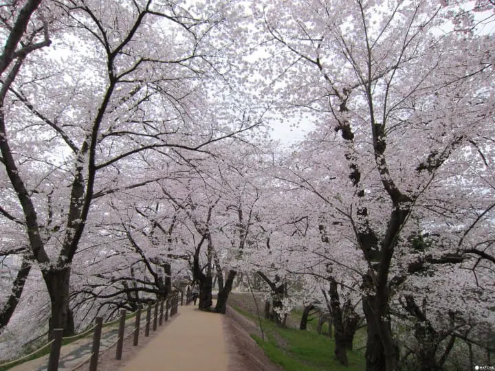 Kajo Park in Yamagata: A Haven of 1,000 Cherry Blossoms