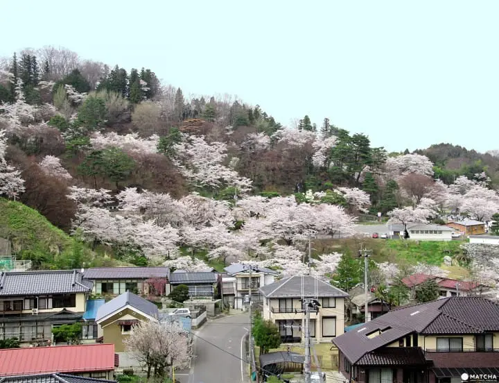 Fukushima's Two Castles and One Park Make an Exquisite Place for Cherry Blossom Viewing