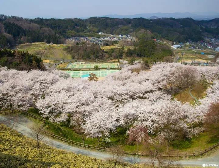 Fukushima's Two Castles and One Park Make an Exquisite Place for Cherry Blossom Viewing