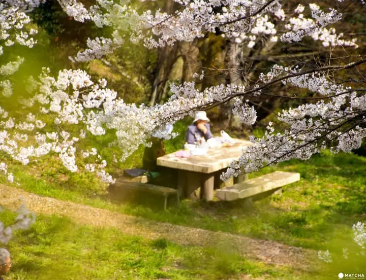 Fukushima's Two Castles and One Park Make an Exquisite Place for Cherry Blossom Viewing