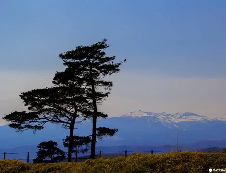 Fukushima's Two Castles and One Park Make an Exquisite Place for Cherry Blossom Viewing