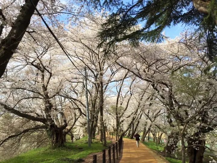 【東北】山形霞城公園的療癒系櫻花