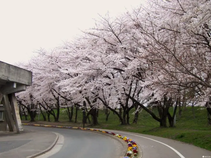 【東北】山形霞城公園的療癒系櫻花