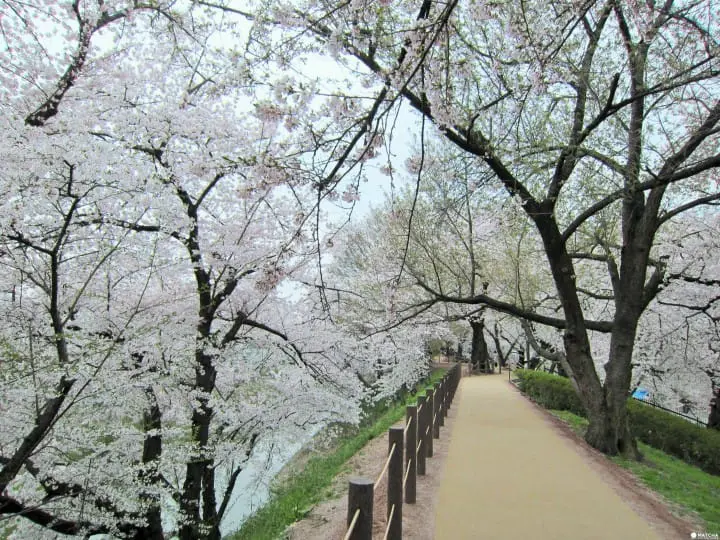 【東北】山形霞城公園的療癒系櫻花