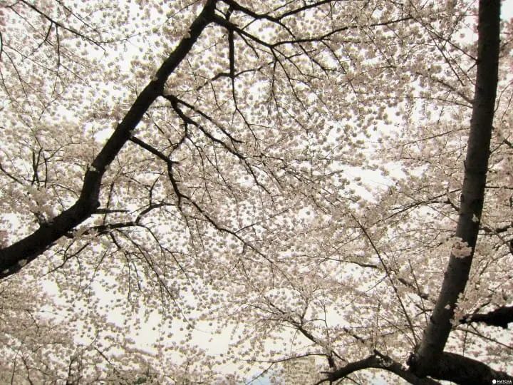 【東北】山形霞城公園的療癒系櫻花