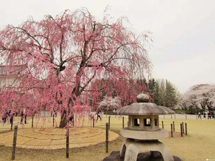 【東北】山形霞城公園的療癒系櫻花