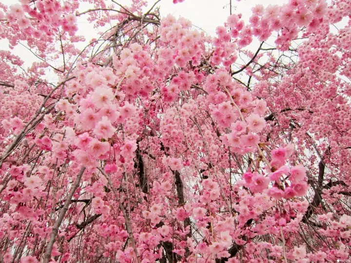 【東北】山形霞城公園的療癒系櫻花