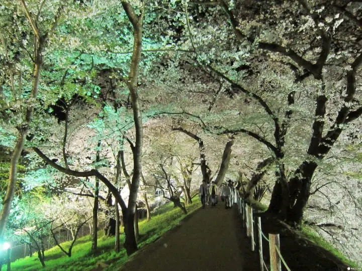 【東北】山形霞城公園的療癒系櫻花