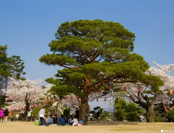 Fukushima's Two Castles Make an Exquisite Place for Cherry Blossom Viewing