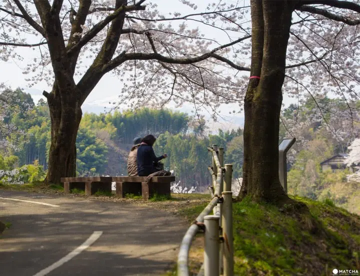 Fukushima's Two Castles Make an Exquisite Place for Cherry Blossom Viewing
