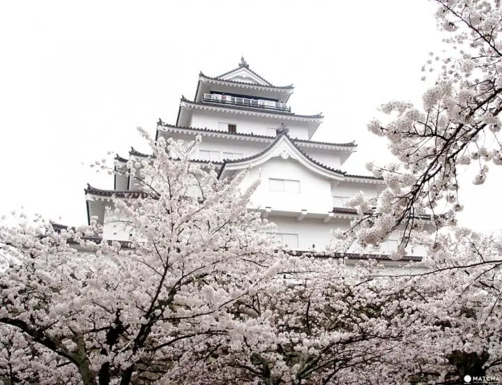 Fukushima's Two Castles Make an Exquisite Place for Cherry Blossom Viewing
