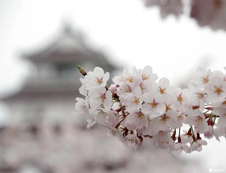 Fukushima's Two Castles Make an Exquisite Place for Cherry Blossom Viewing