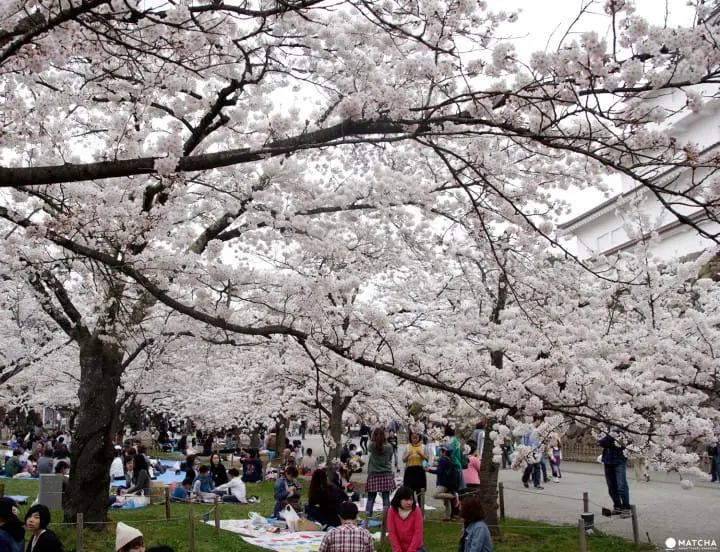 Fukushima's Two Castles Make an Exquisite Place for Cherry Blossom Viewing