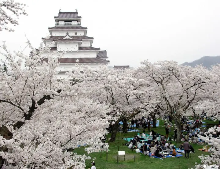 Fukushima's Two Castles Make an Exquisite Place for Cherry Blossom Viewing