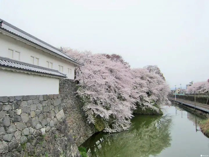 【東北】山形霞城公園的療癒系櫻花