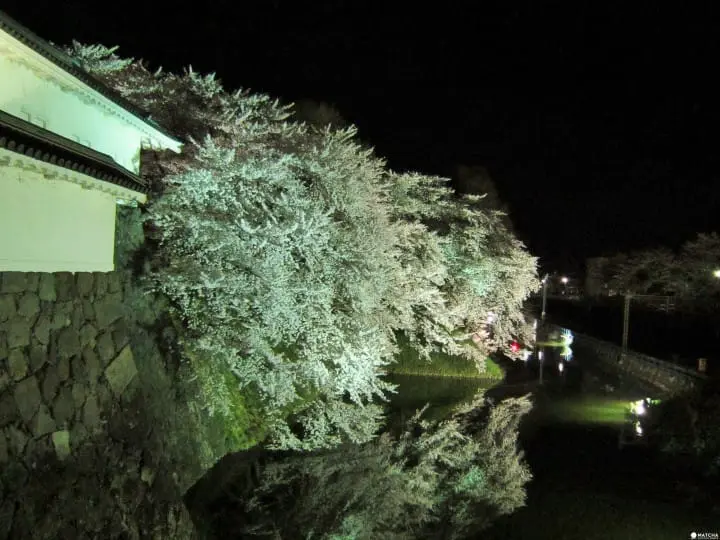 【東北山形】享受滿城療癒系櫻花 千株吉野櫻的「霞城公園」