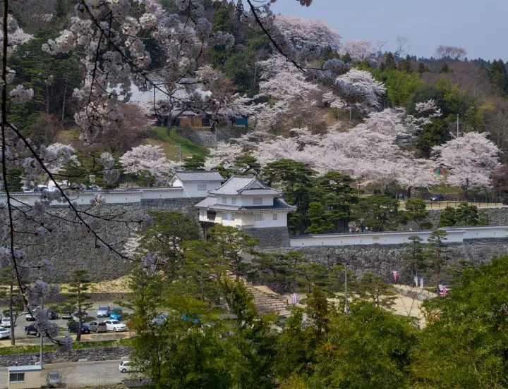 Cherry Blossom Viewing in Fukushima's Two Castles