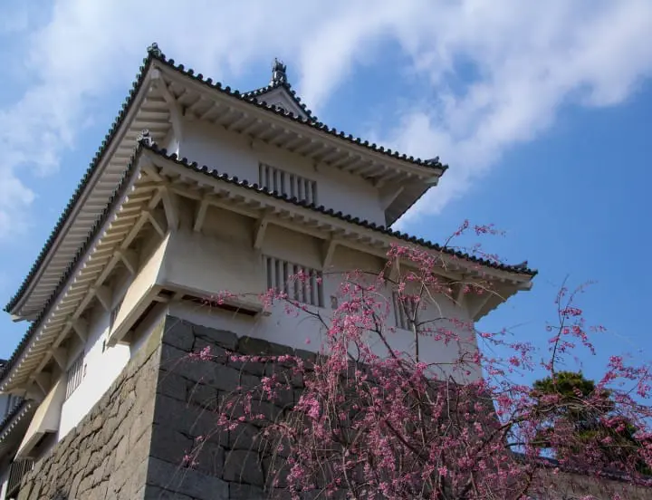Cherry Blossom Viewing in Fukushima's Two Castles