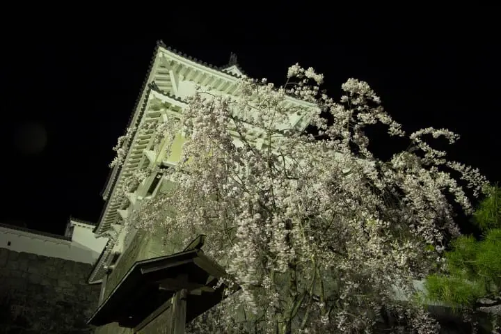 Cherry Blossom Viewing in Fukushima's Two Castles