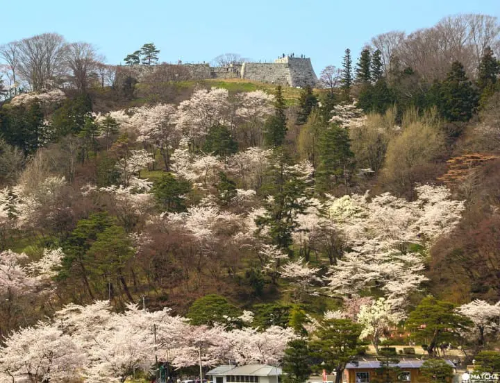 Cherry Blossom Viewing in Fukushima's Two Castles