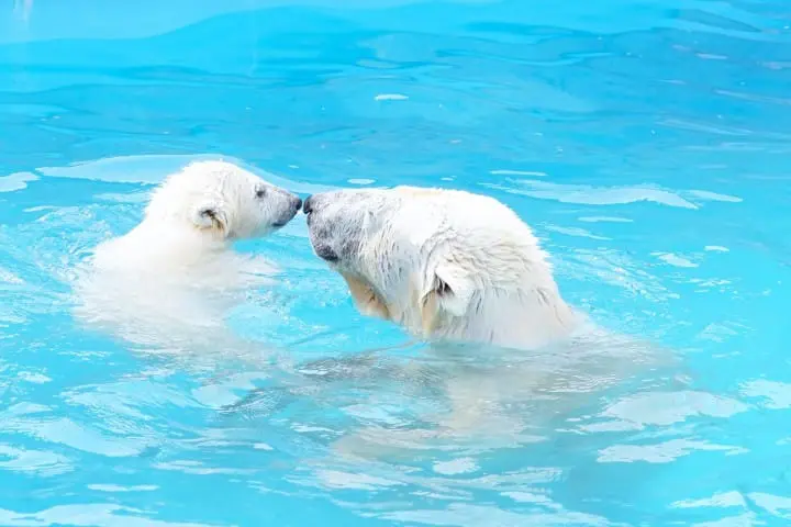 北海道才看的到！北海道人氣動物園、水族館、牧場