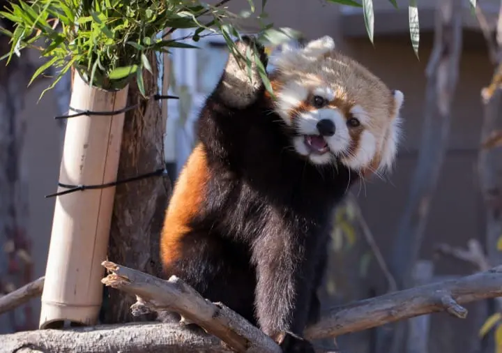 北海道才看的到！北海道人氣動物園、水族館、牧場