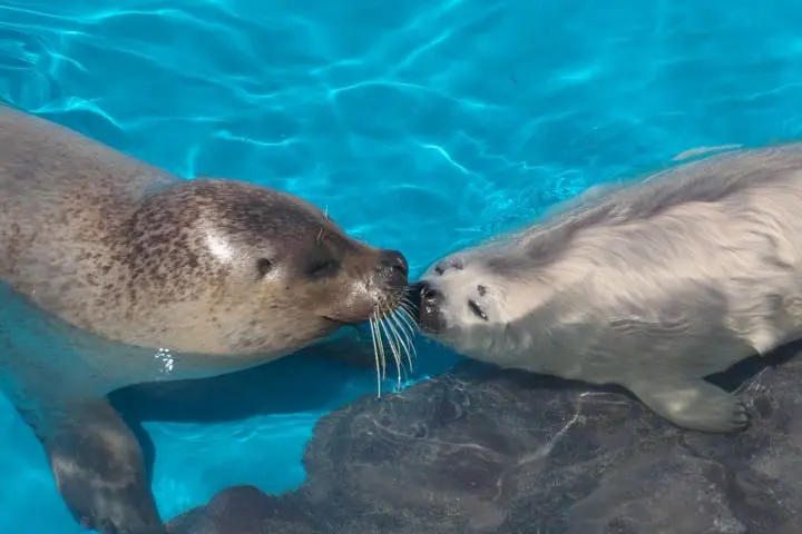 北海道才看的到！北海道人氣動物園、水族館、牧場