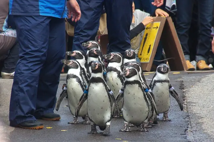 北海道才看的到！北海道人氣動物園、水族館、牧場
