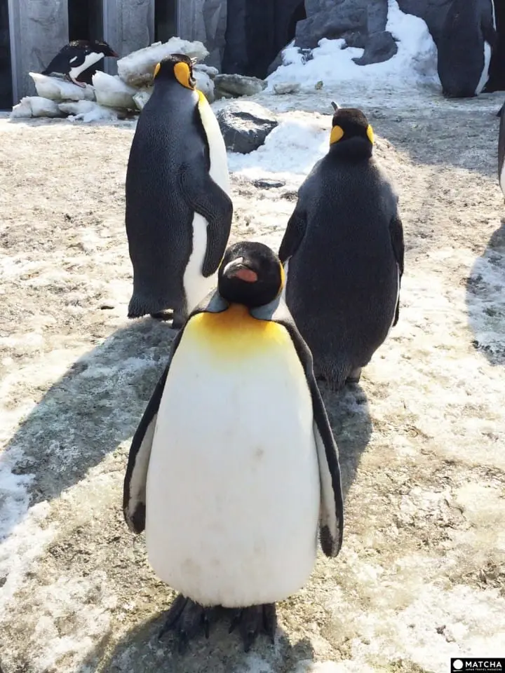 北海道才看的到！北海道人氣動物園、水族館、牧場