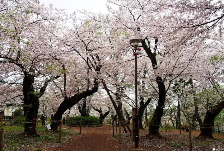 東京都心也能這麼悠哉！來「洗足池公園」走一圈當個偽在地人吧