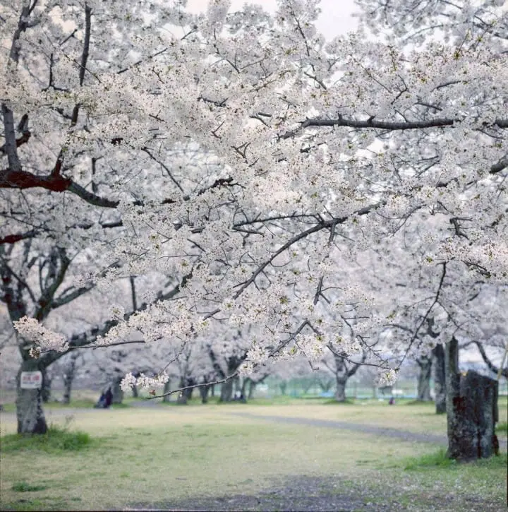 The Splendor Of Cherry Blossoms - As Seen By MATCHA's Readers