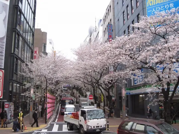 The Splendor Of Cherry Blossoms - As Seen By MATCHA's Readers
