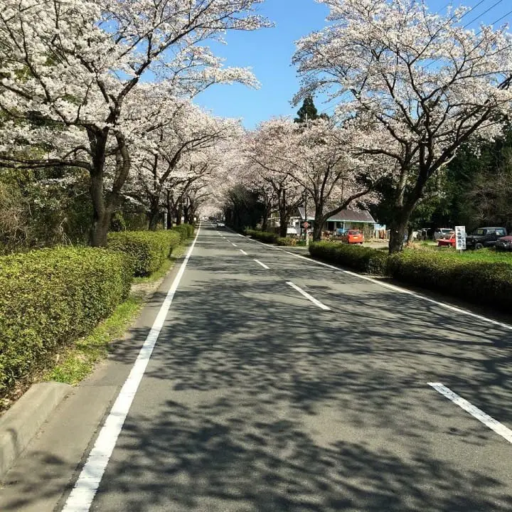 The Splendor Of Cherry Blossoms - As Seen By MATCHA's Readers