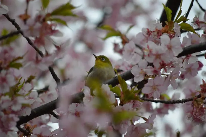 The Splendor Of Cherry Blossoms - As Seen By MATCHA's Readers