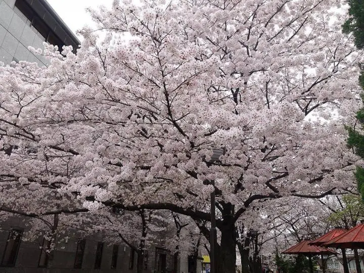 The Splendor Of Cherry Blossoms - As Seen By MATCHA's Readers