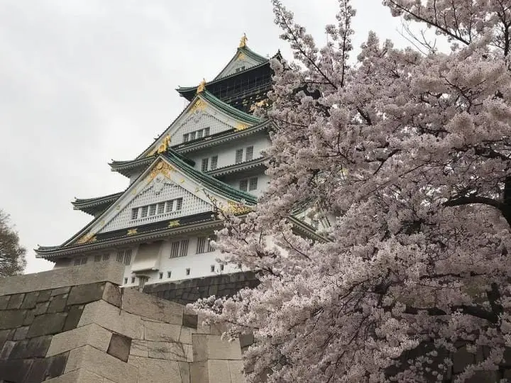 The Splendor Of Cherry Blossoms - As Seen By MATCHA's Readers