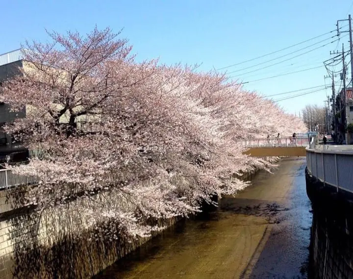 The Splendor Of Cherry Blossoms - As Seen By MATCHA's Readers