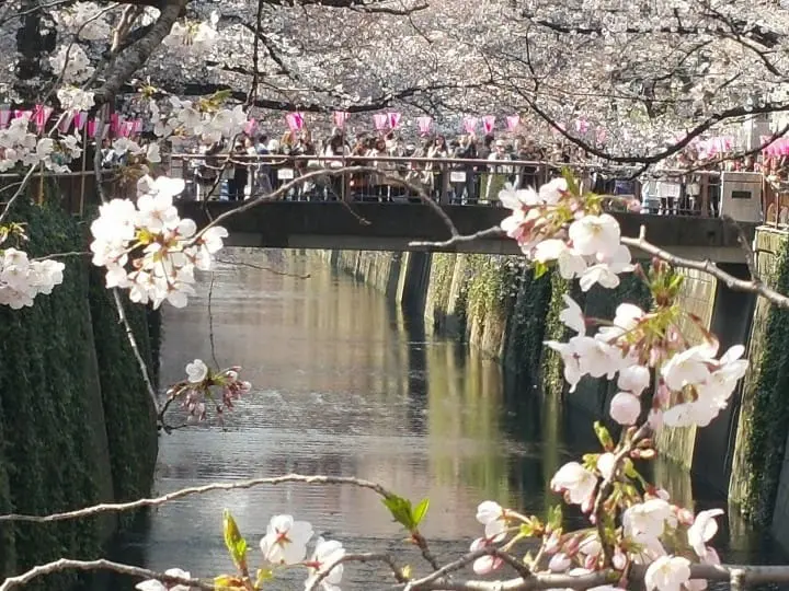 The Splendor Of Cherry Blossoms - As Seen By MATCHA's Readers
