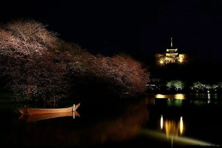 The Splendor Of Cherry Blossoms - As Seen By MATCHA's Readers