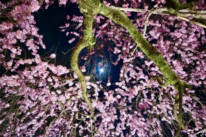 The Splendor Of Cherry Blossoms - As Seen By MATCHA's Readers