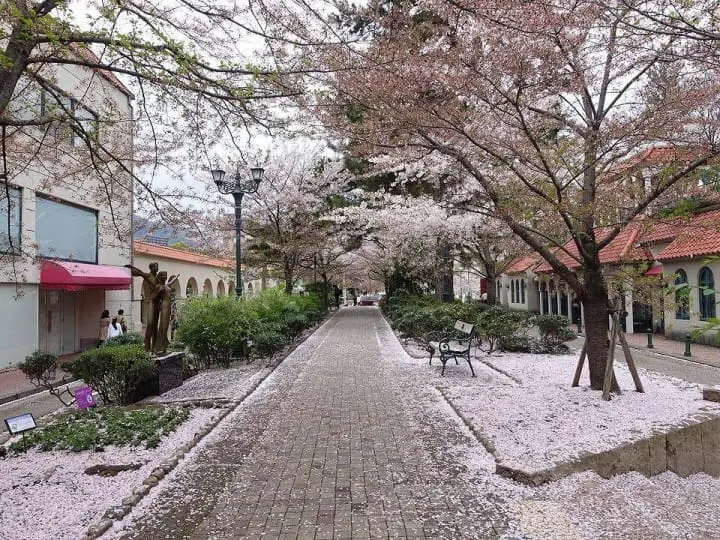 The Splendor Of Cherry Blossoms - As Seen By MATCHA's Readers