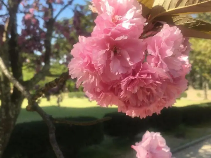 The Splendor Of Cherry Blossoms - As Seen By MATCHA's Readers